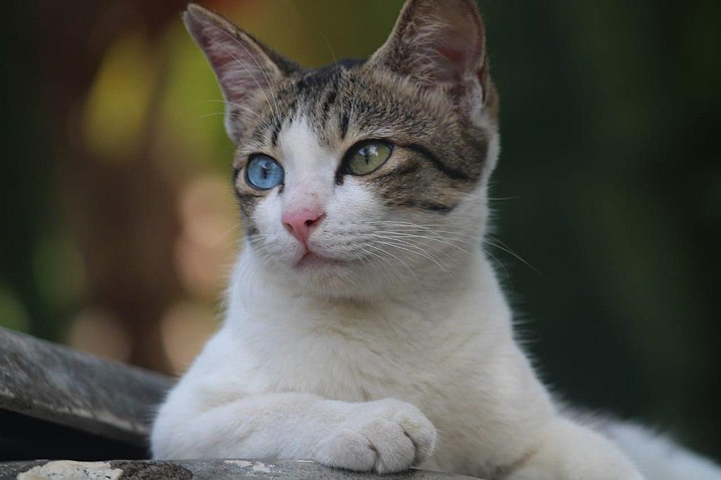 My cat Catrine