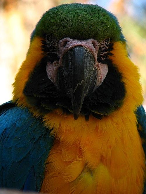 My parrot